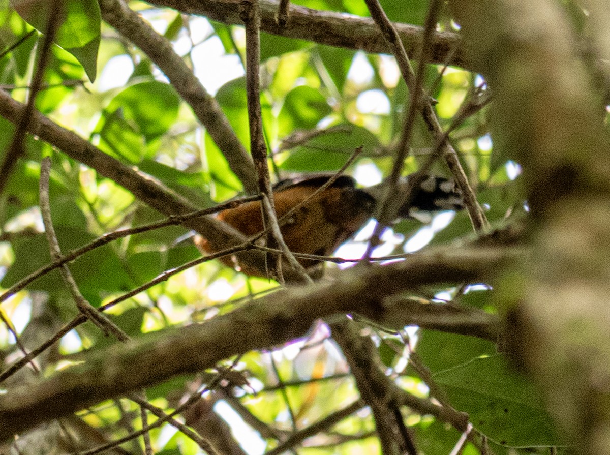 アカハラオナガアリドリ - ML646023035