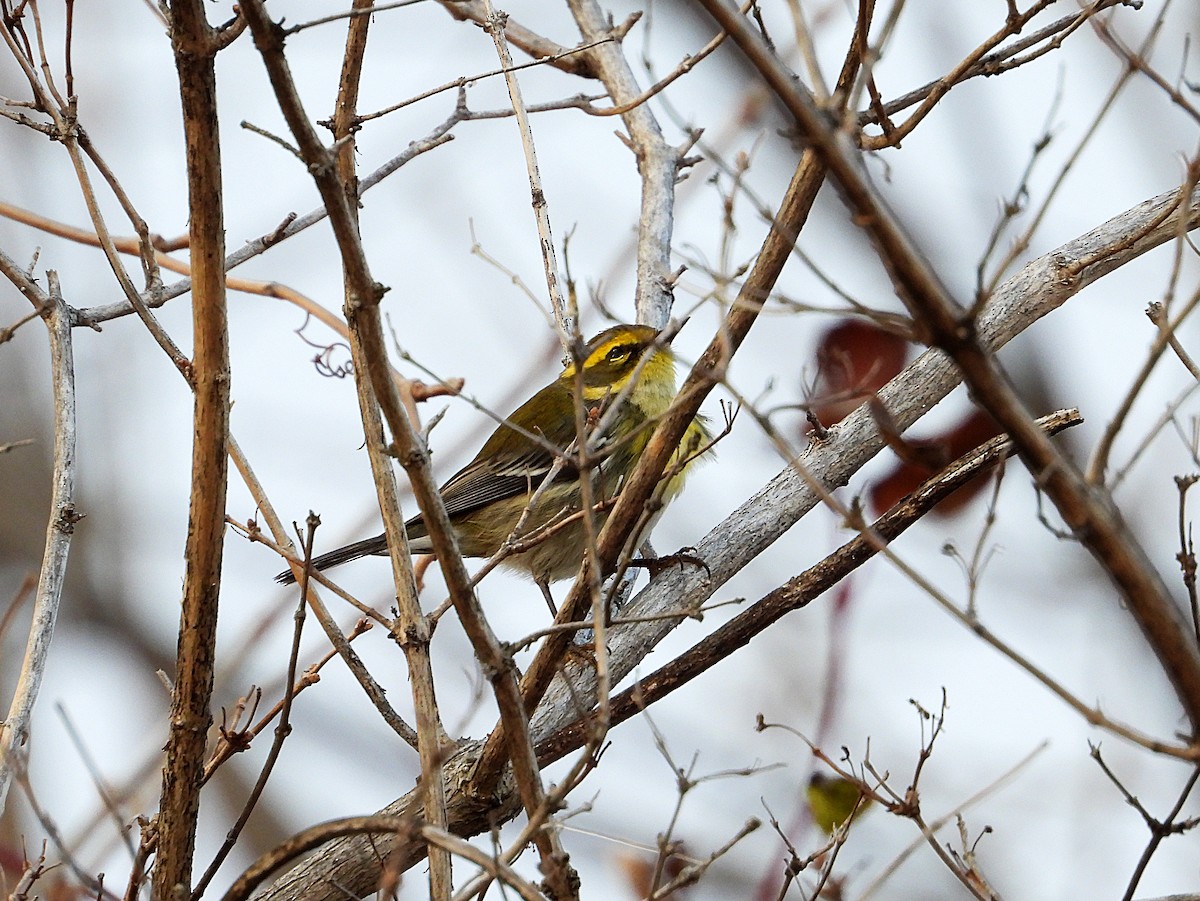 Townsend's Warbler - ML646023037