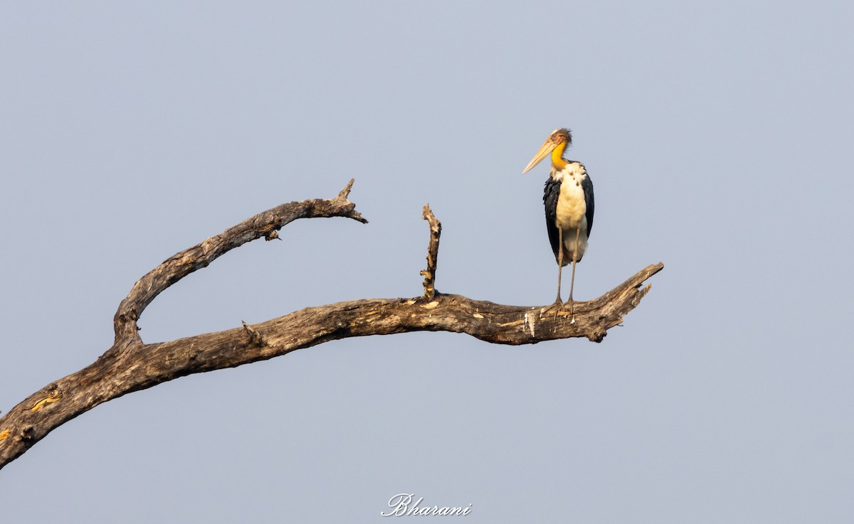 コハゲコウ - ML646023038