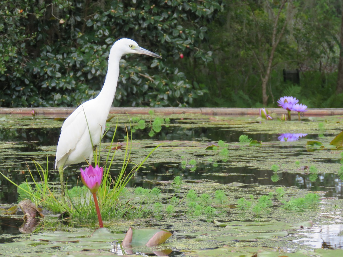 ヒメアカクロサギ - ML646023039