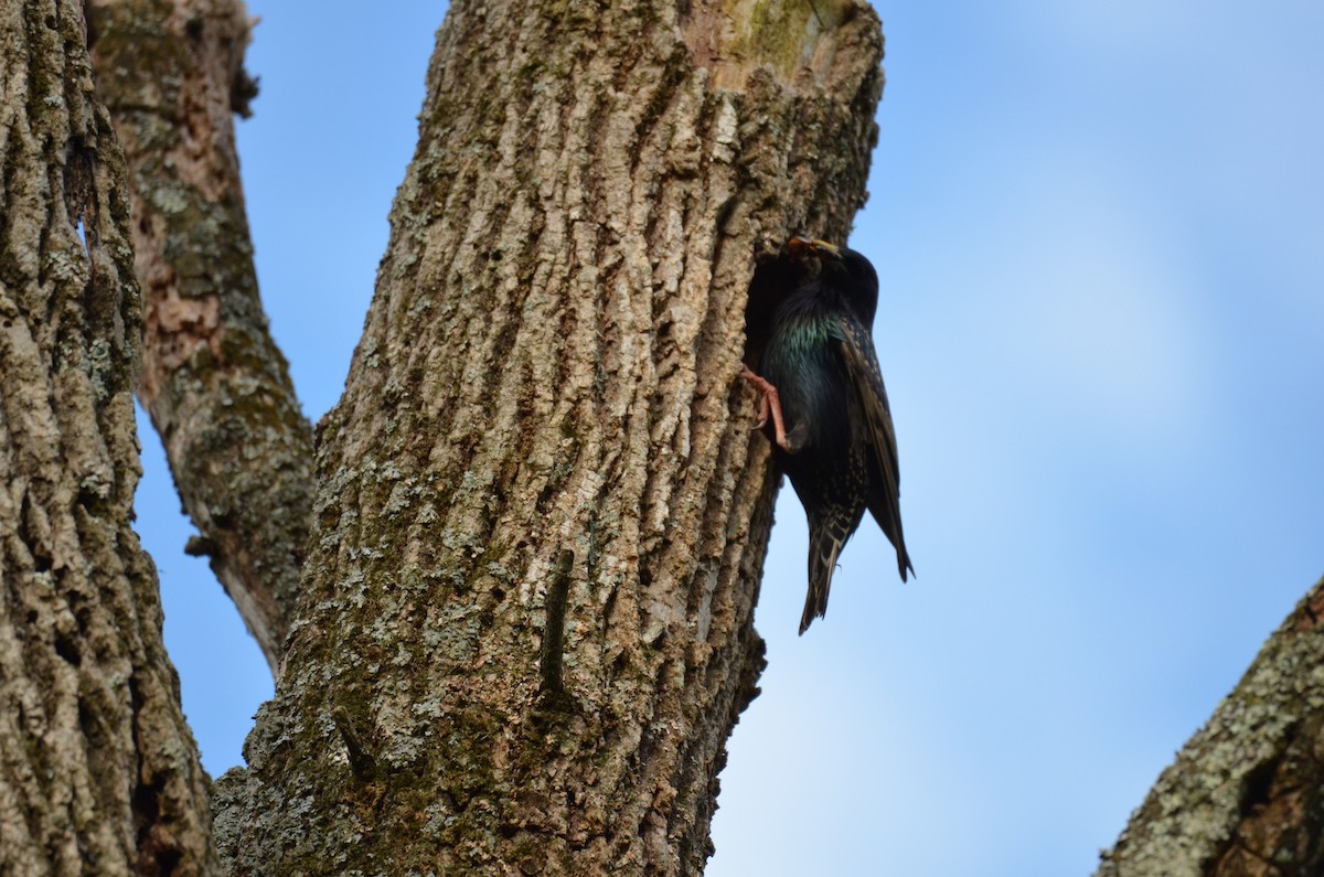 ホシムクドリ - ML646023041