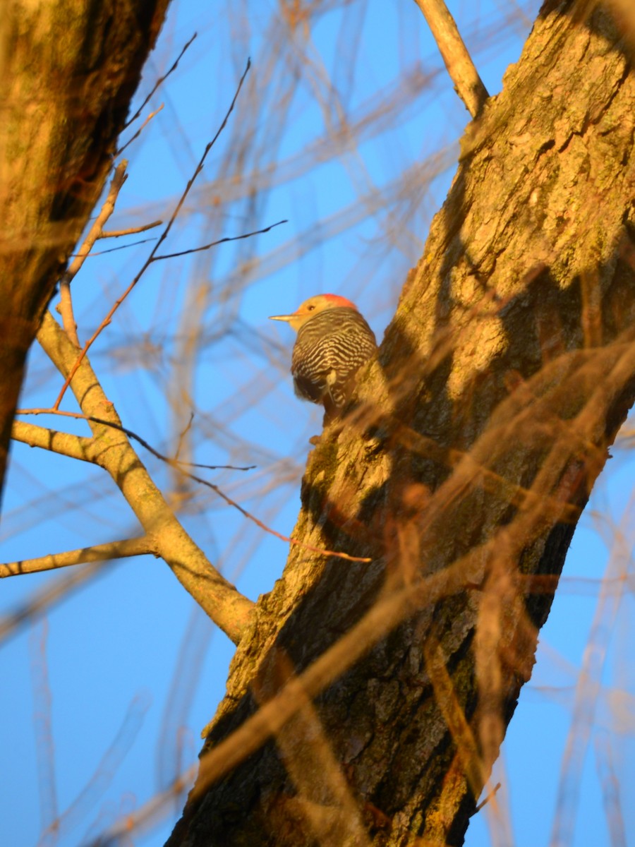 シマセゲラ - ML646023042