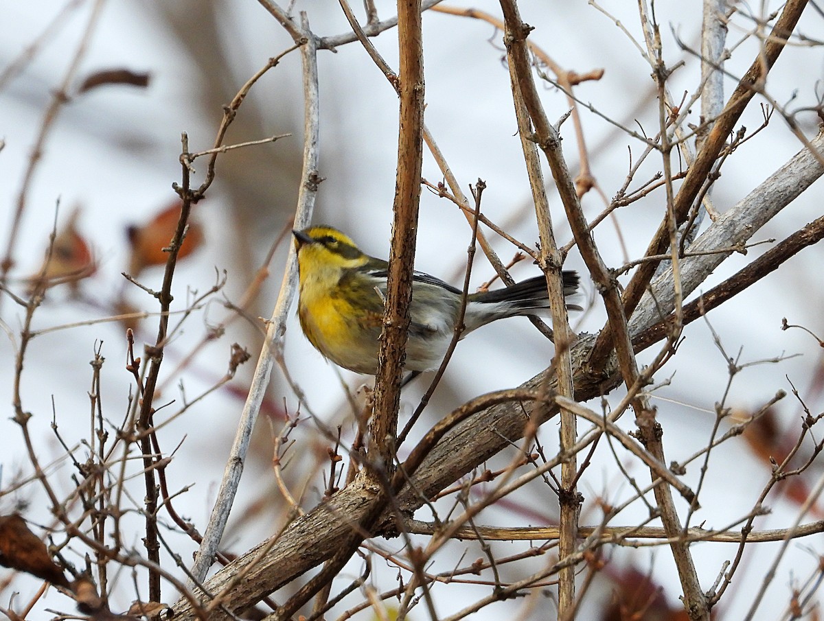 Townsend's Warbler - ML646023043