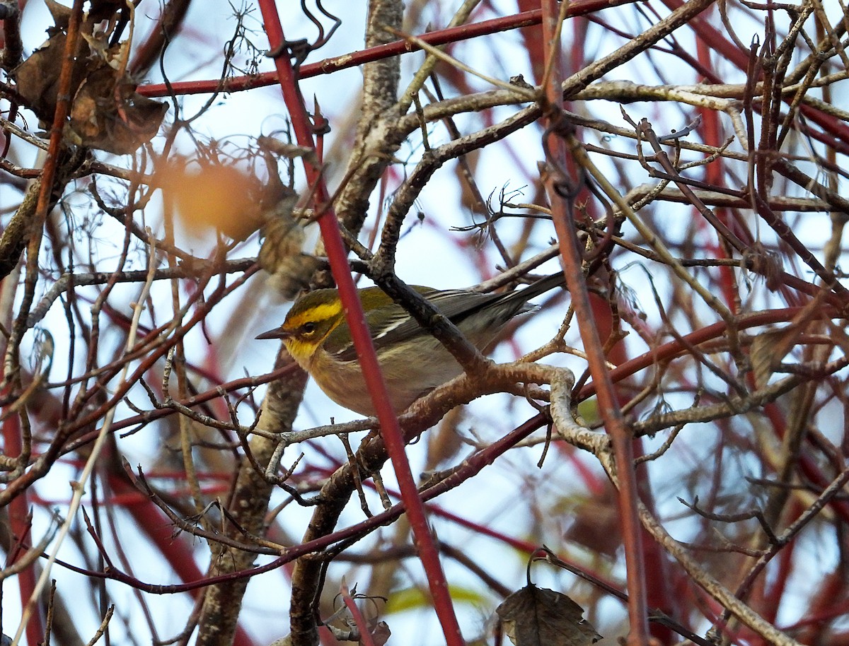 Townsend's Warbler - ML646023044