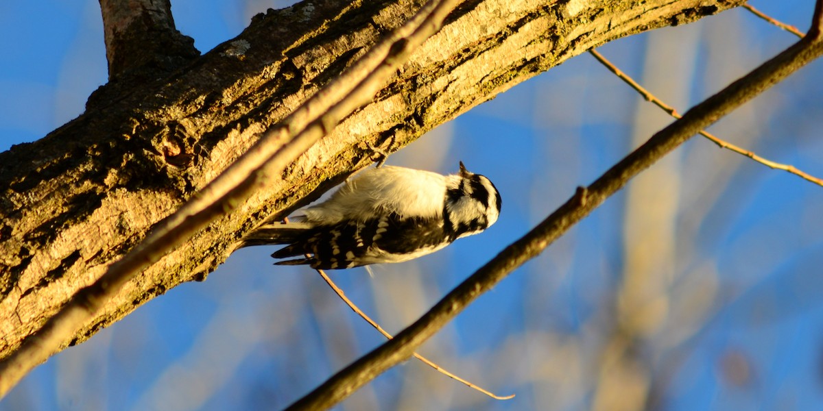 セジロコゲラ - ML646023045