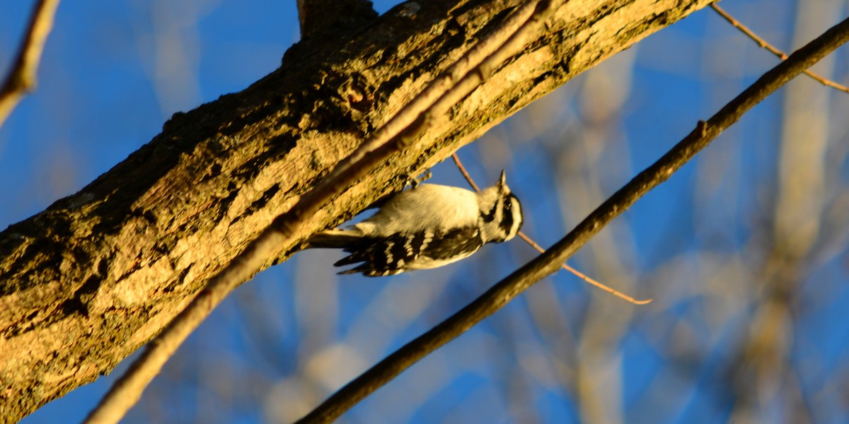 セジロコゲラ - ML646023046