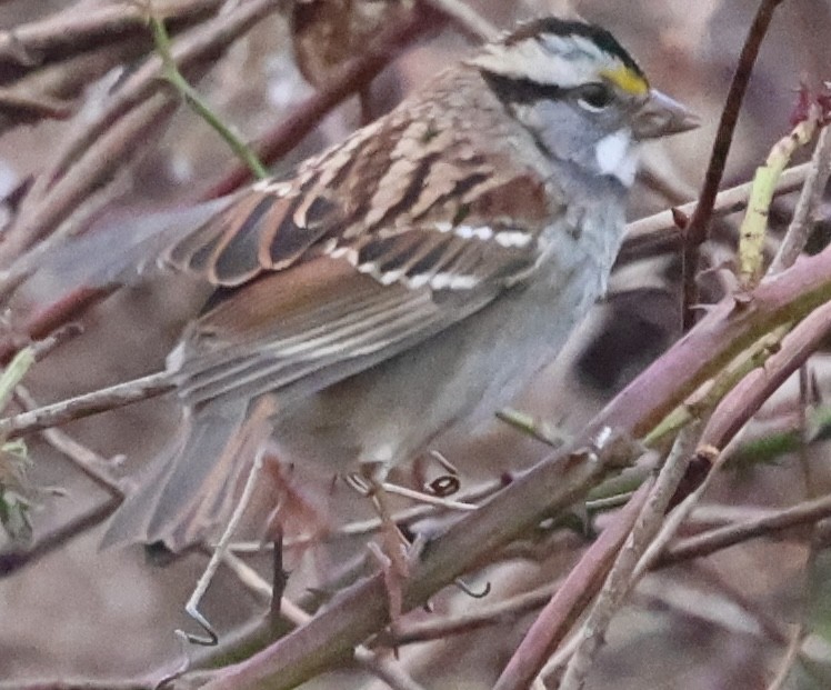 ノドジロシトド - ML646023047