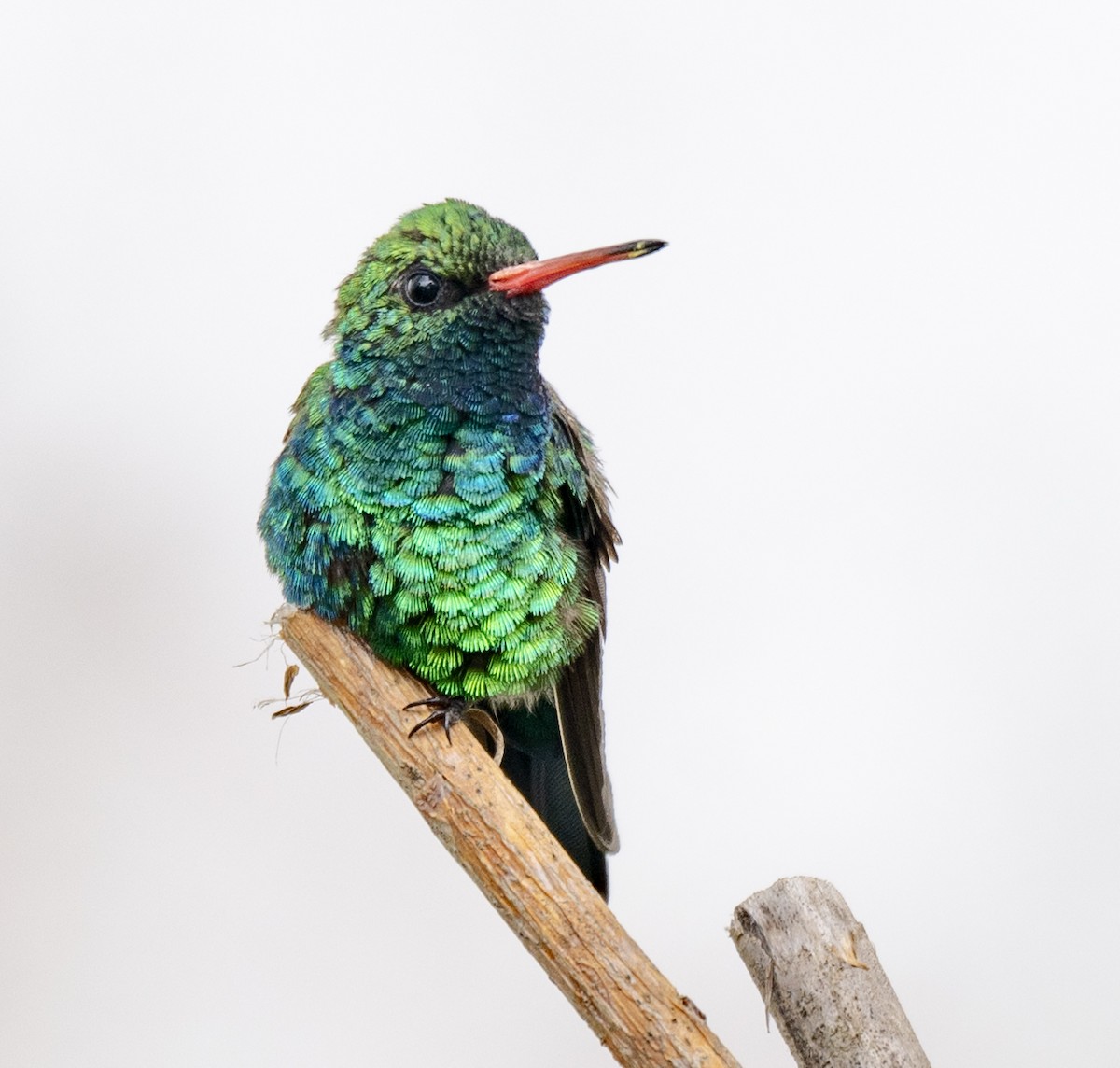 アオムネヒメエメラルドハチドリ - ML646023049