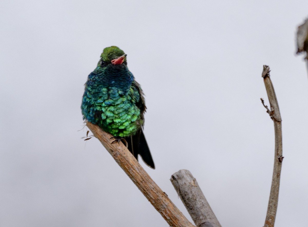 アオムネヒメエメラルドハチドリ - ML646023051