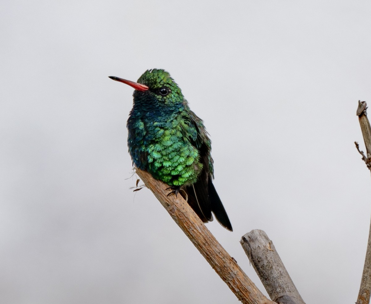 アオムネヒメエメラルドハチドリ - ML646023052