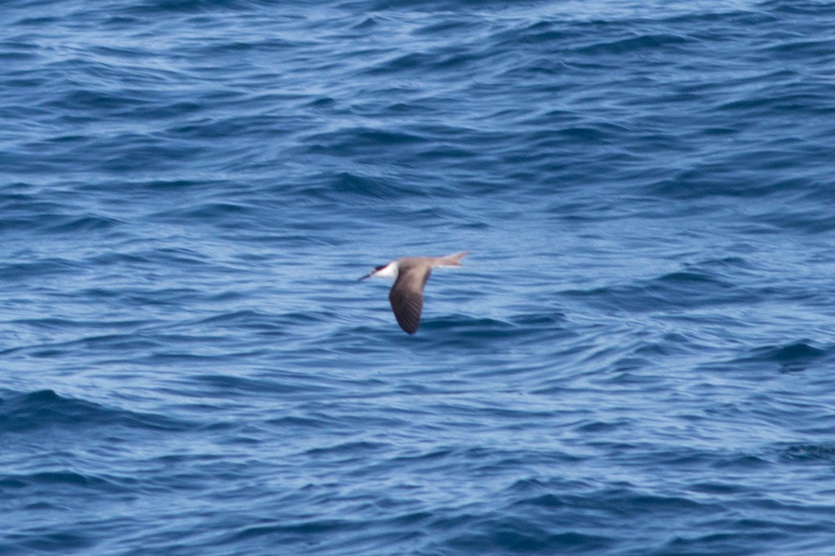 マミジロアジサシ - ML646023057