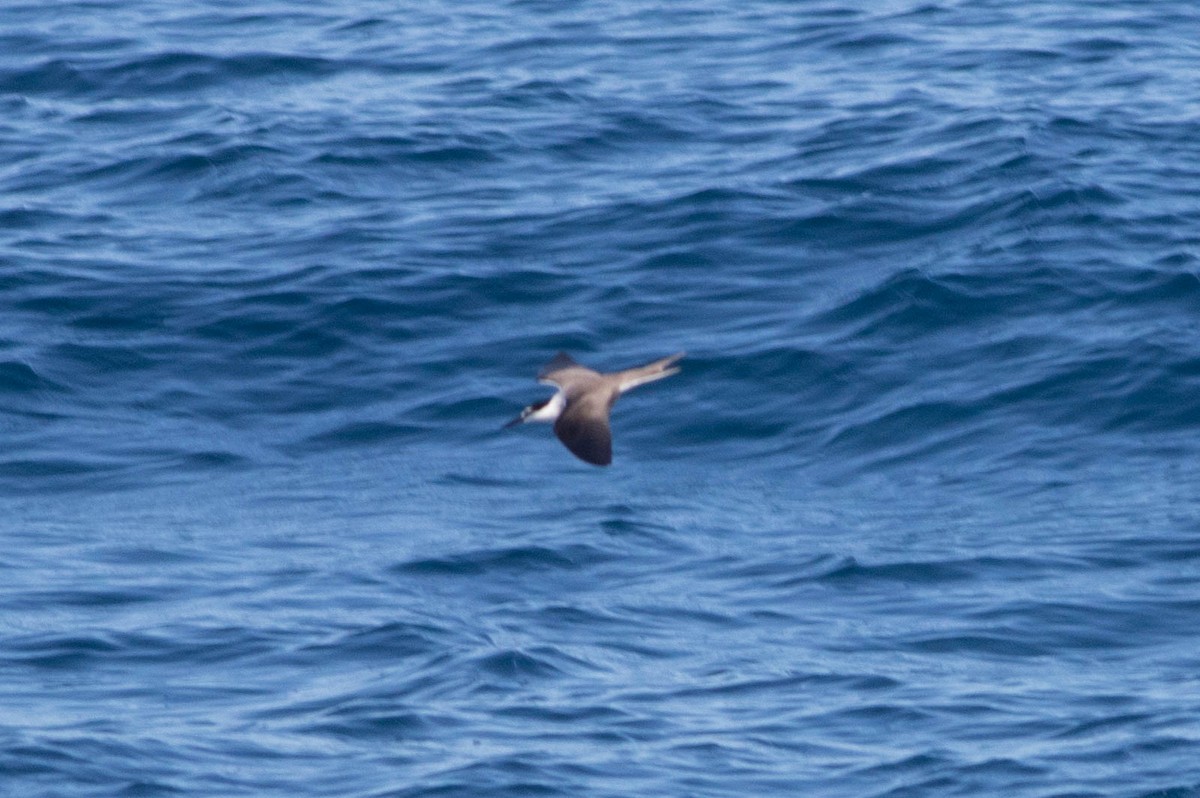 マミジロアジサシ - ML646023058