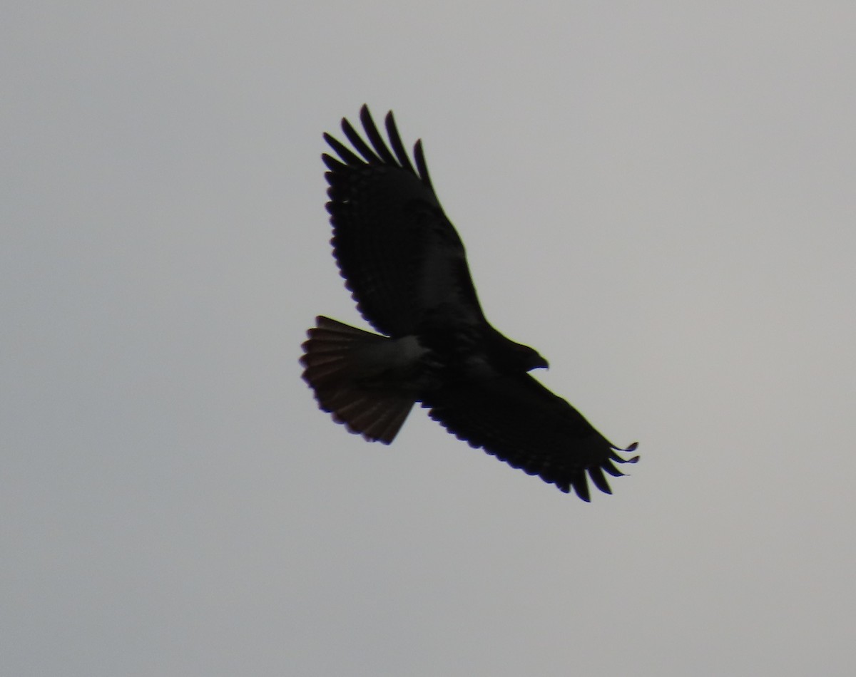 アカオノスリ - ML646023062