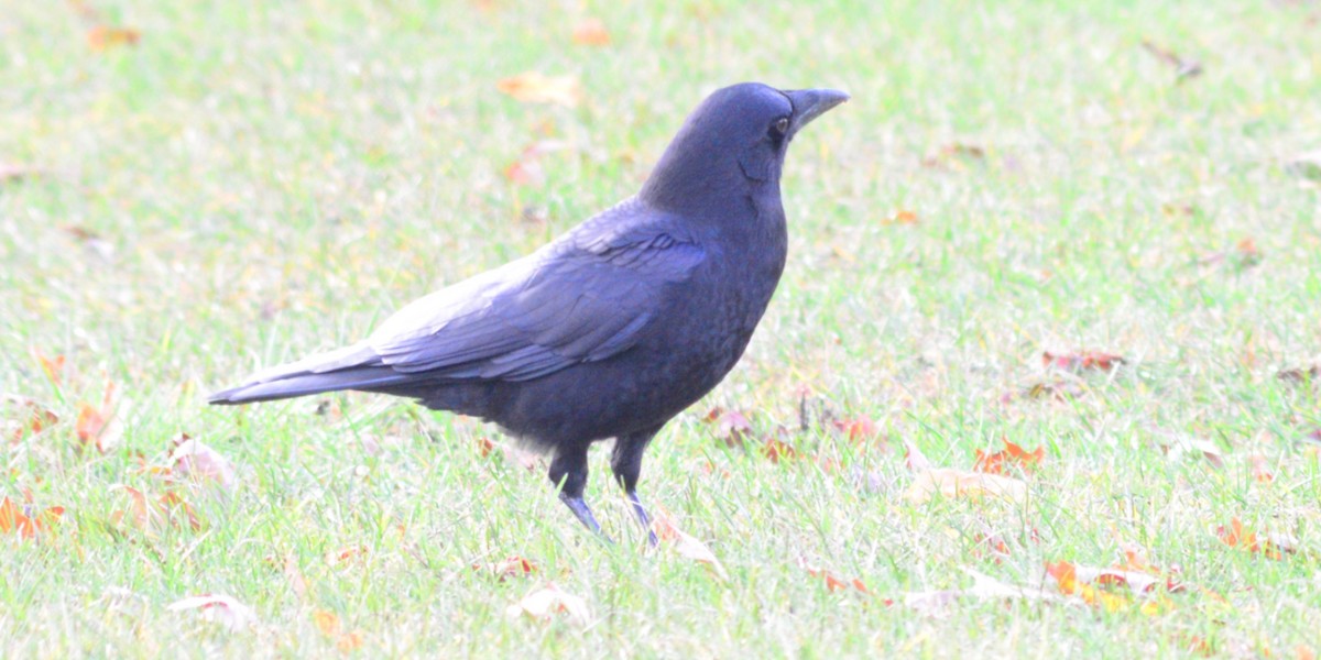 アメリカガラス - ML646023063