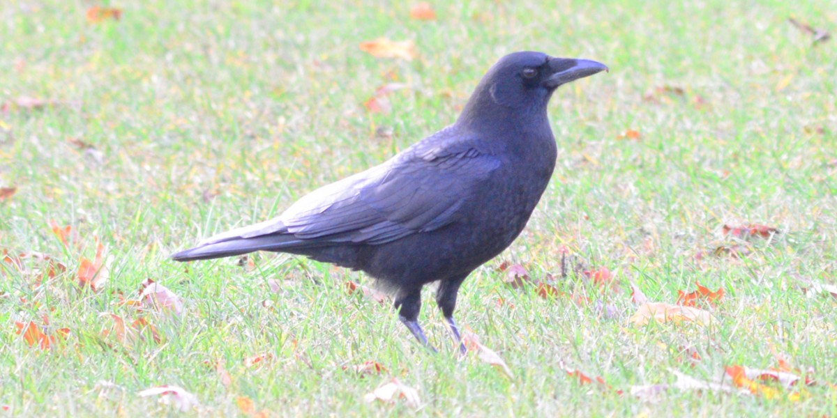 アメリカガラス - ML646023064