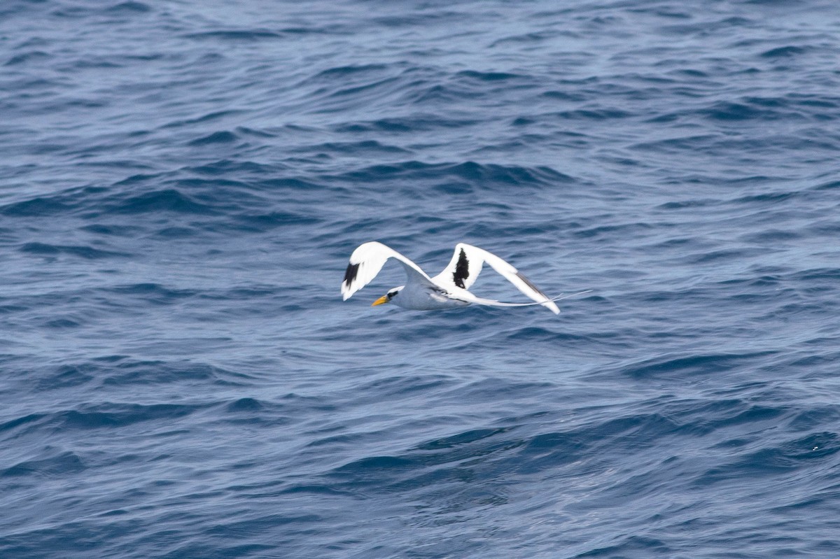 シラオネッタイチョウ - ML646023065