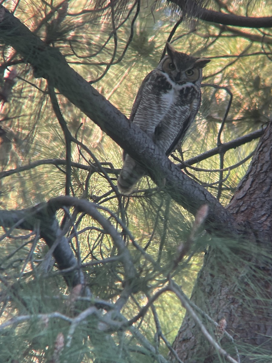 アメリカワシミミズク - ML646023066