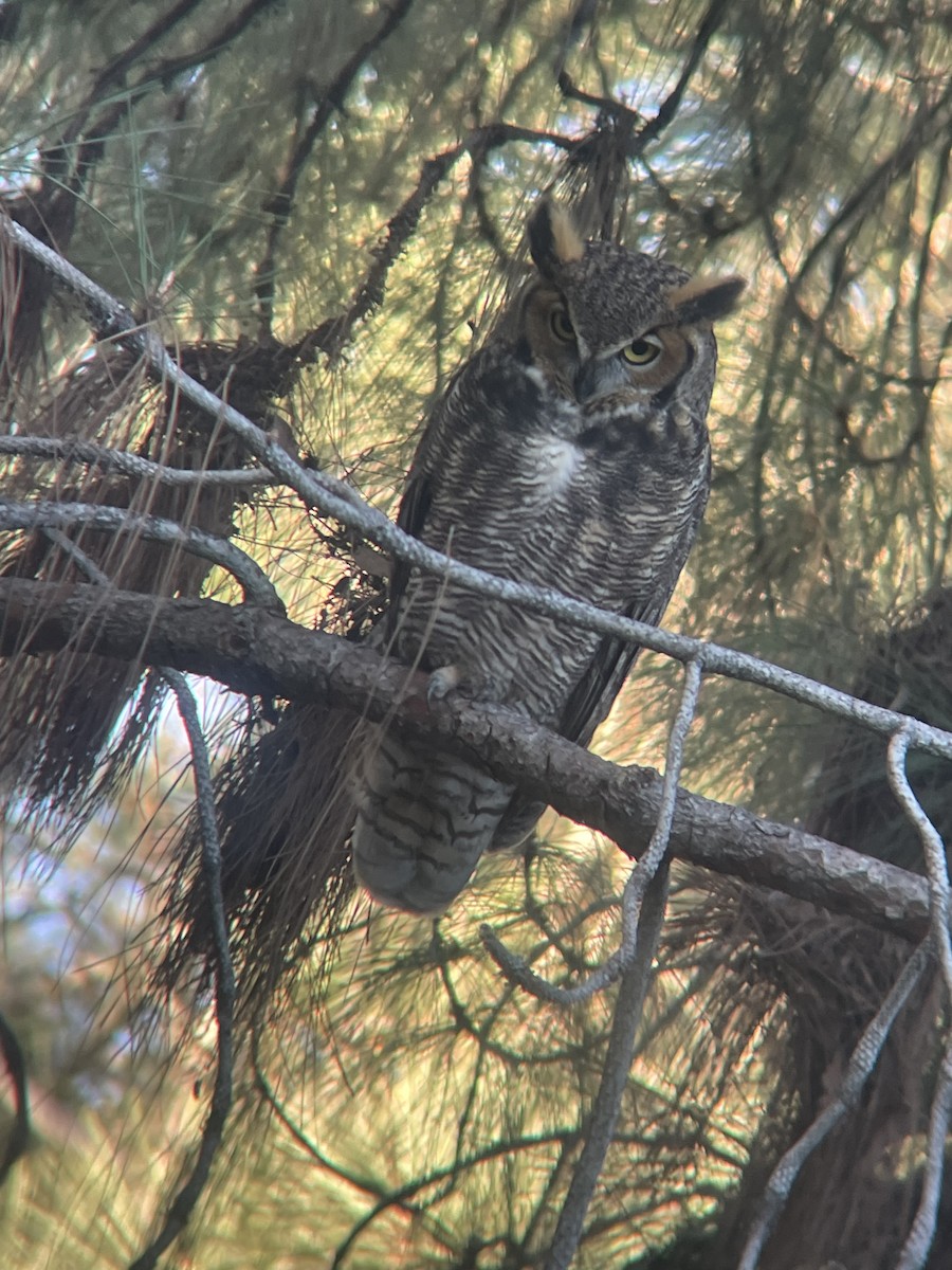 アメリカワシミミズク - ML646023067