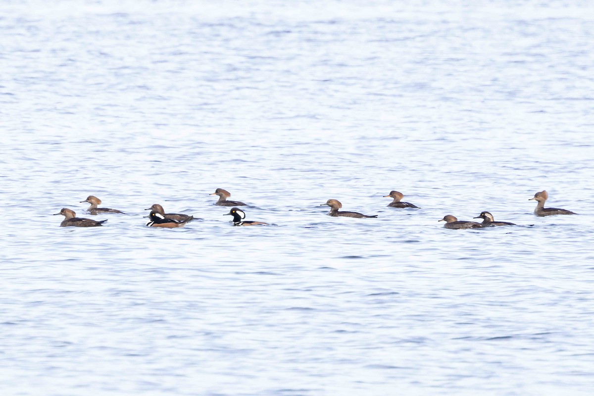 オウギアイサ - ML646023068