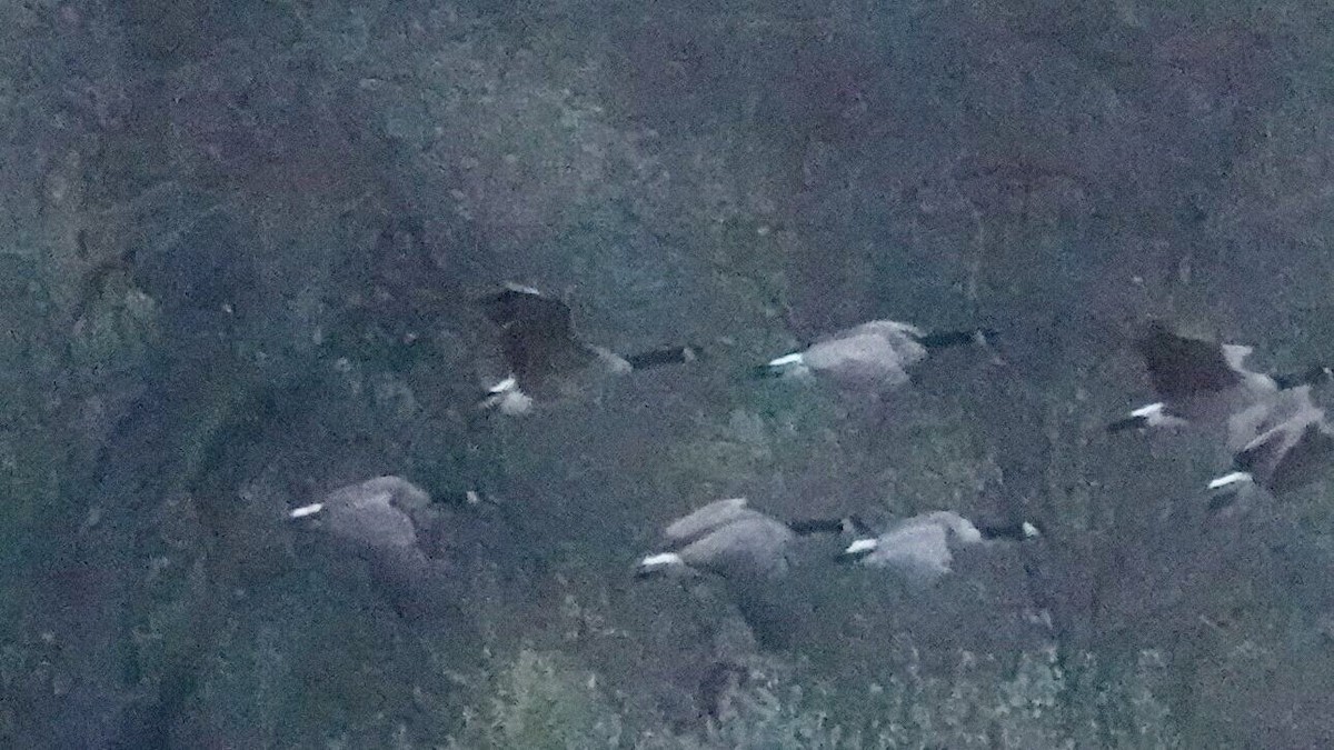 シジュウカラガン - ML646023070