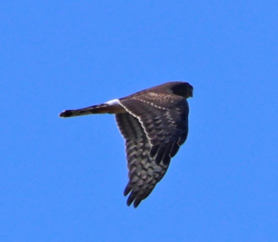 アメリカハイイロチュウヒ - ML646023071