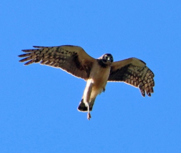 アメリカハイイロチュウヒ - ML646023074