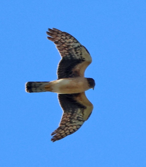 アメリカハイイロチュウヒ - ML646023075