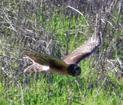 アメリカハイイロチュウヒ - ML646023082