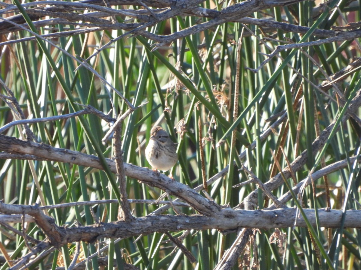 Lincoln's Sparrow - ML646023104