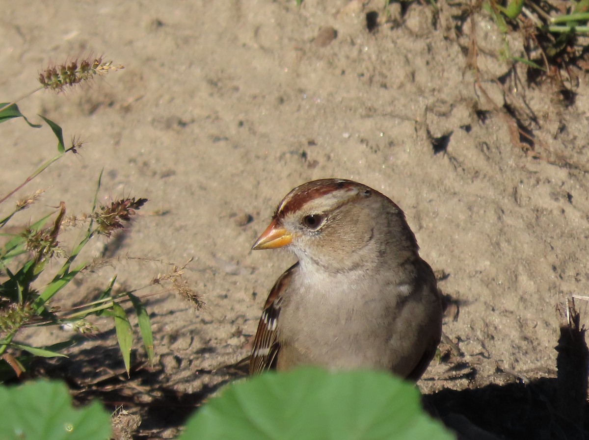 White-crowned Sparrow - ML646023122