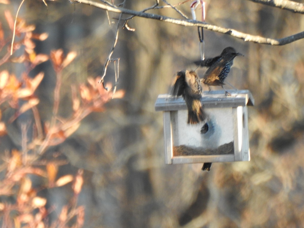 Sığırcık - ML646023127