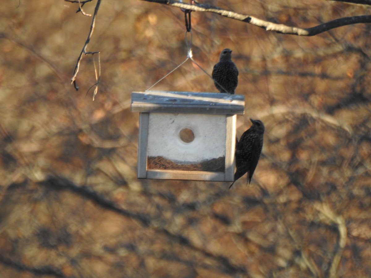 Sığırcık - ML646023128