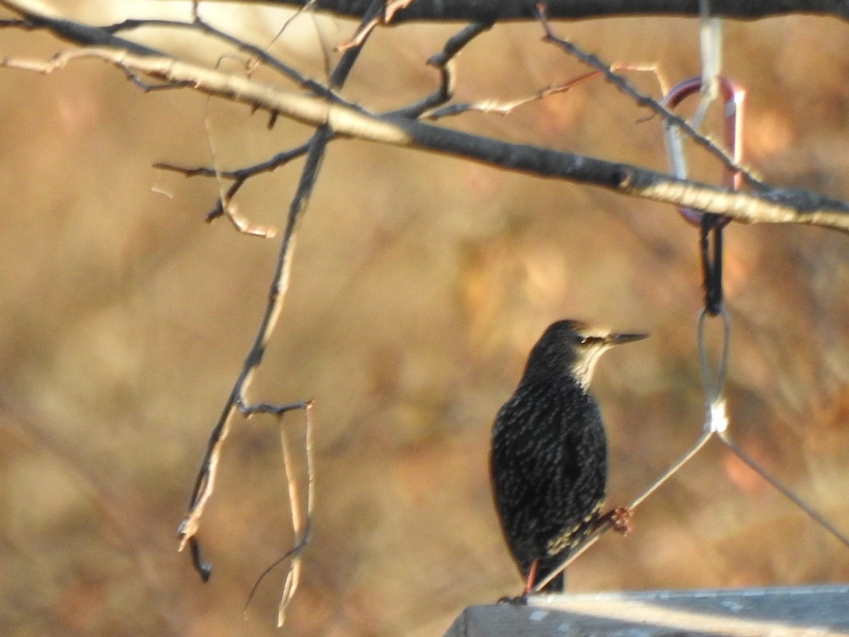 Sığırcık - ML646023129