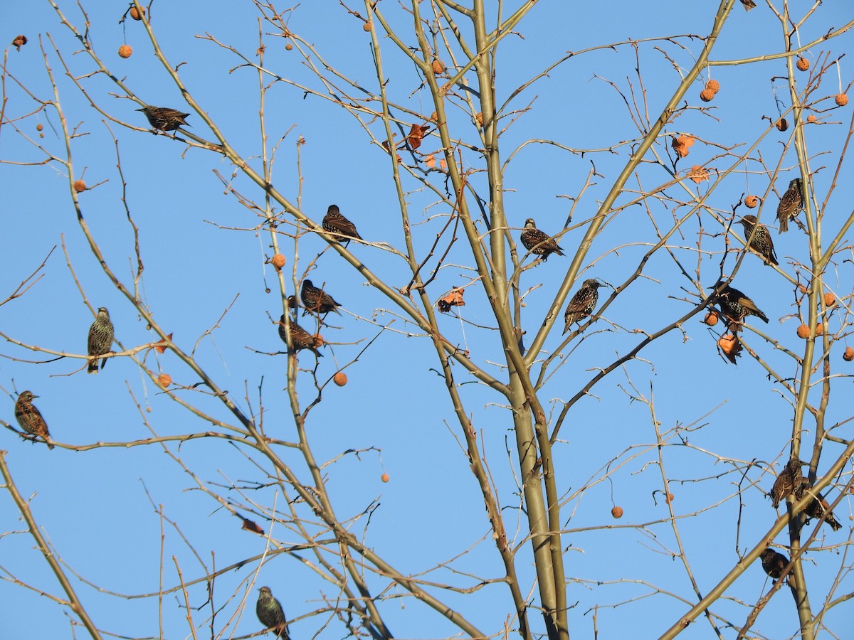 Sığırcık - ML646023130