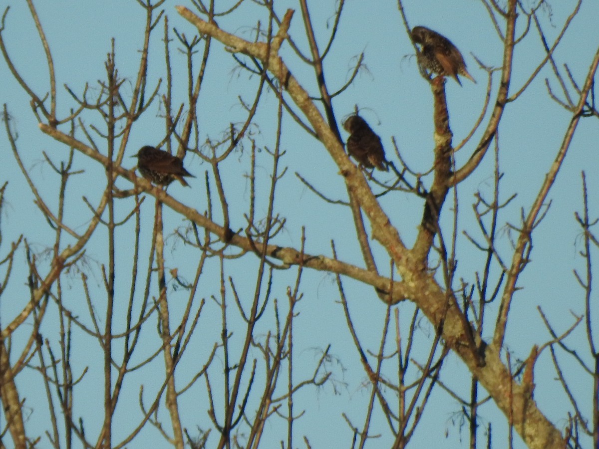 Sığırcık - ML646023131