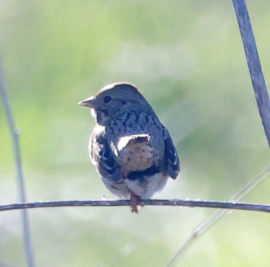 Lincoln's Sparrow - ML646023132