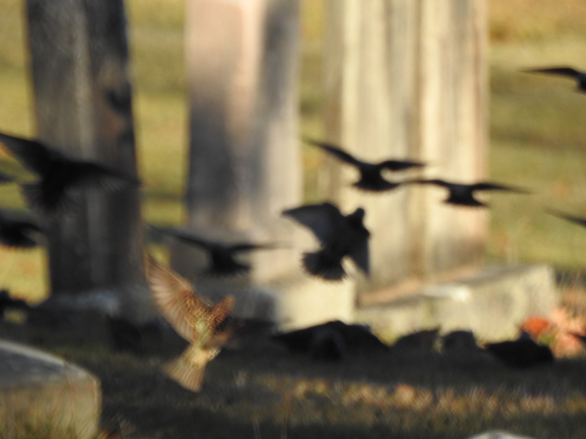 Sığırcık - ML646023133