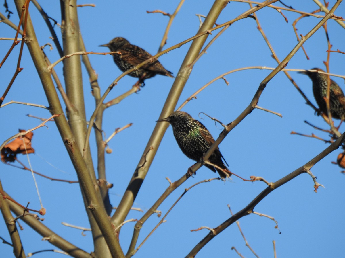 Sığırcık - ML646023134