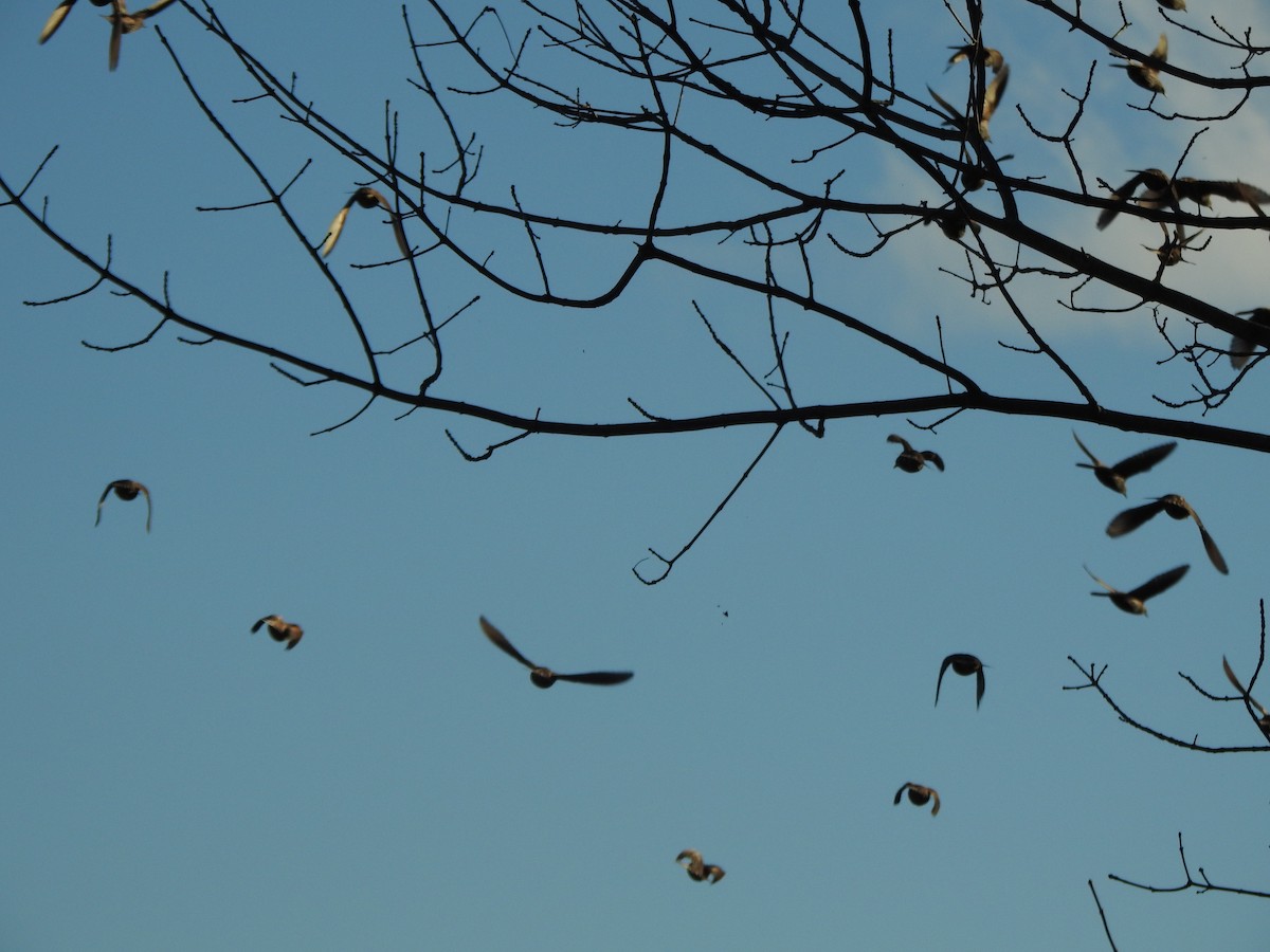 Sığırcık - ML646023137