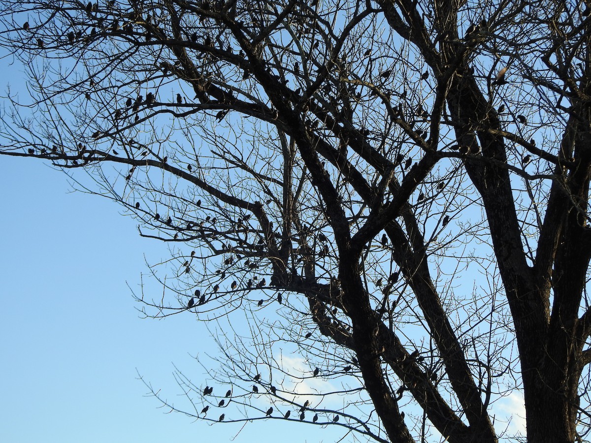 Sığırcık - ML646023139