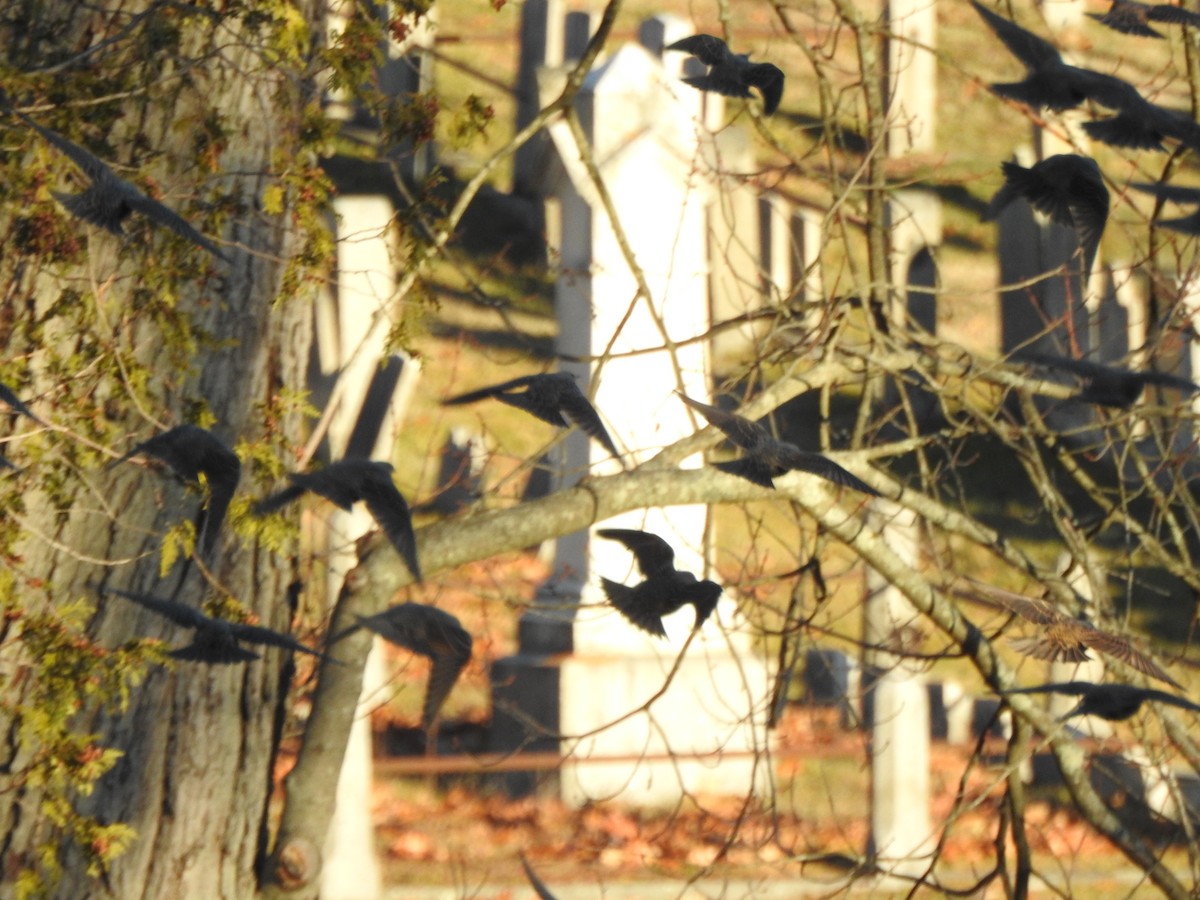 Sığırcık - ML646023140