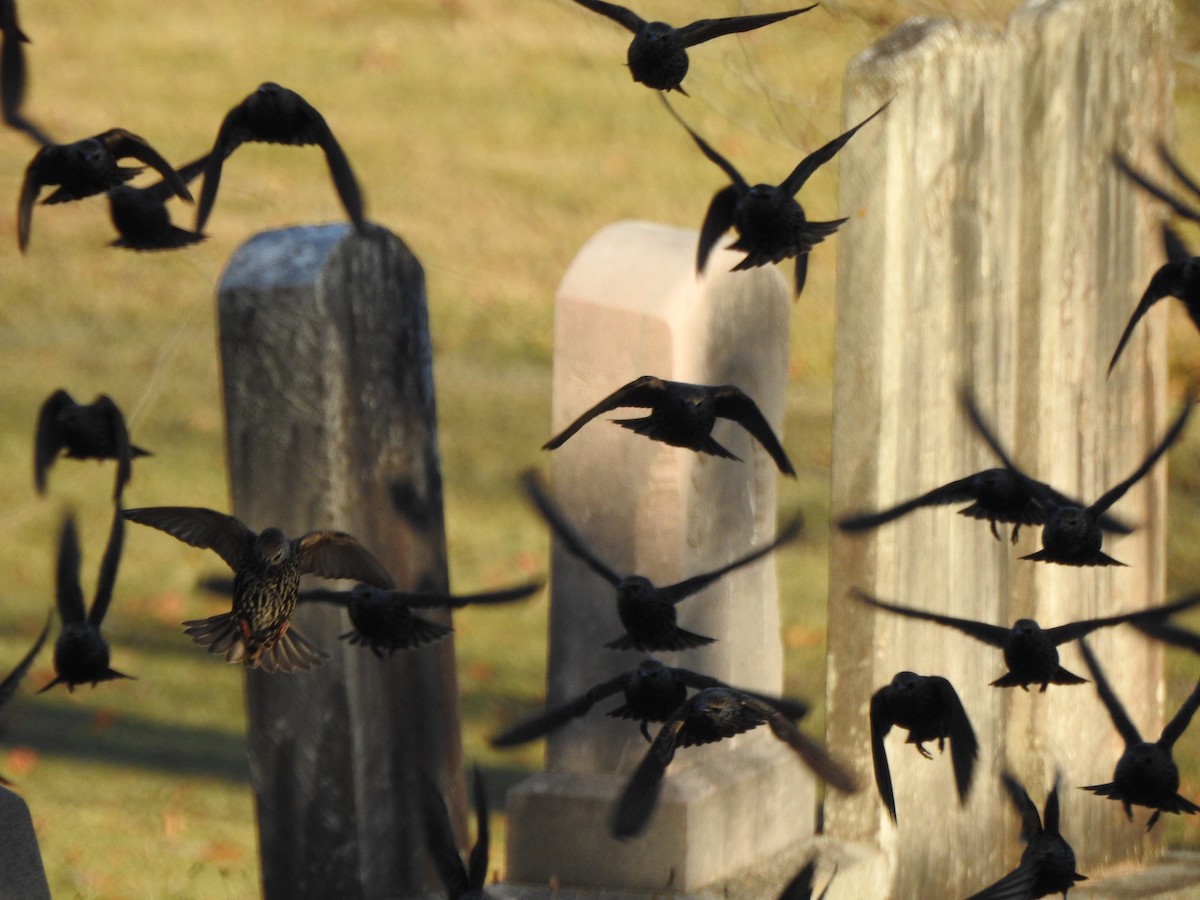 Sığırcık - ML646023141