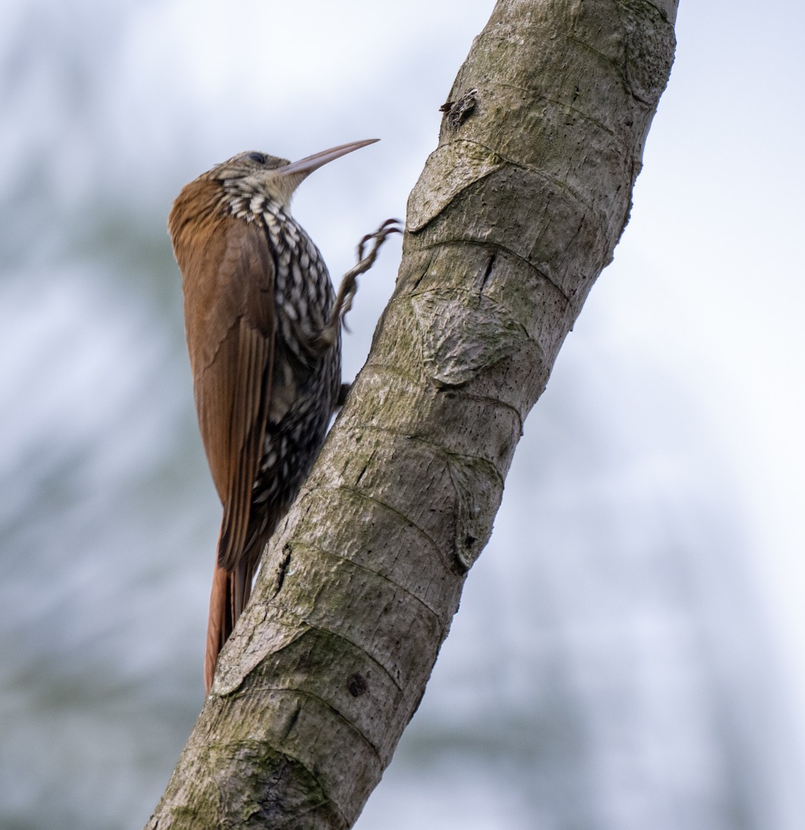 Scaled Woodcreeper - ML646023146