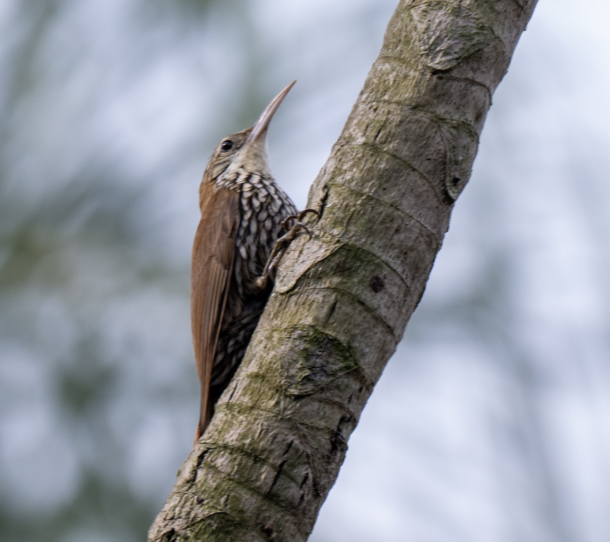 Scaled Woodcreeper - ML646023147