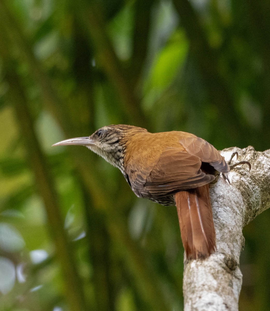 Scaled Woodcreeper - ML646023148
