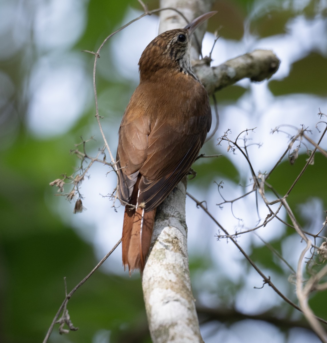 Scaled Woodcreeper - ML646023149