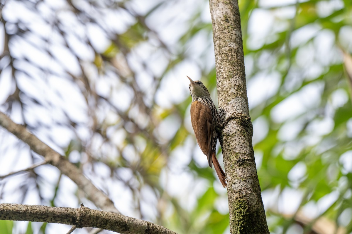 Scaled Woodcreeper - ML646023150