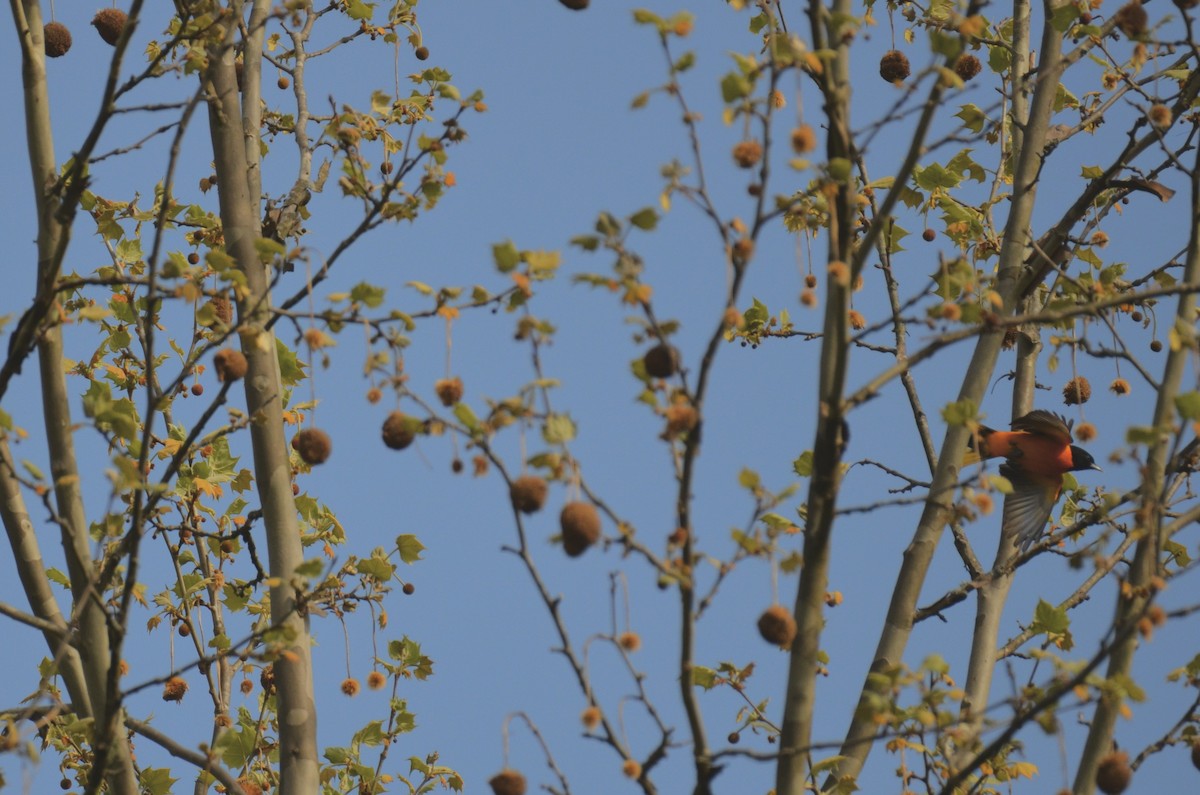 trupiál baltimorský - ML646023158