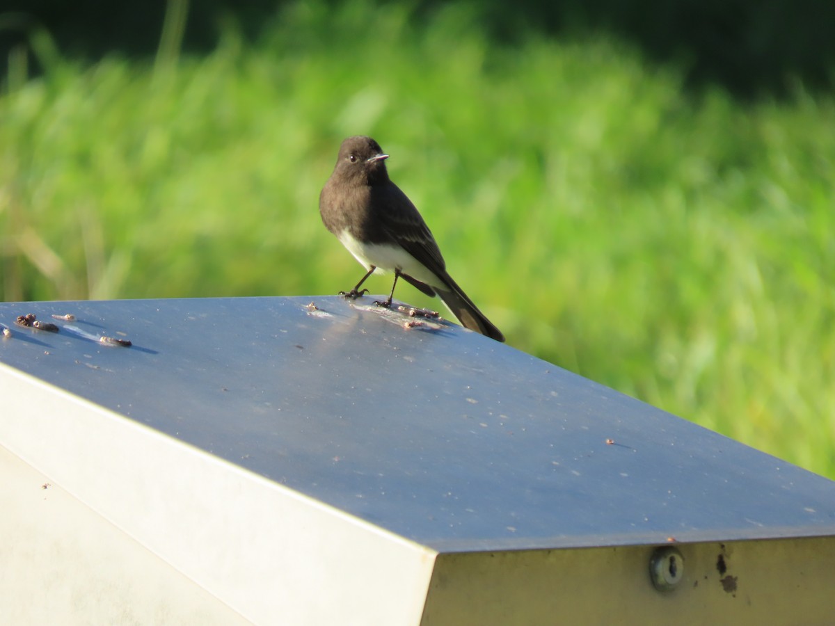 Black Phoebe - ML646023178