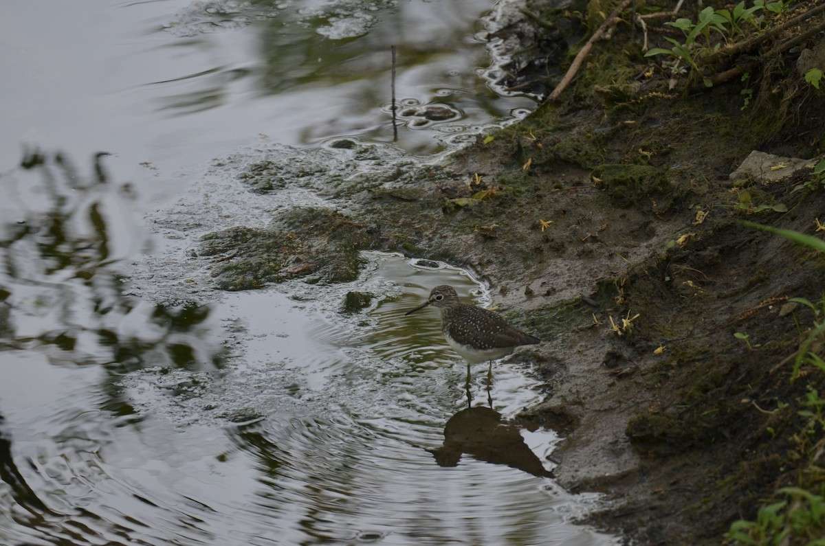 Solitary Sandpiper - ML646023181
